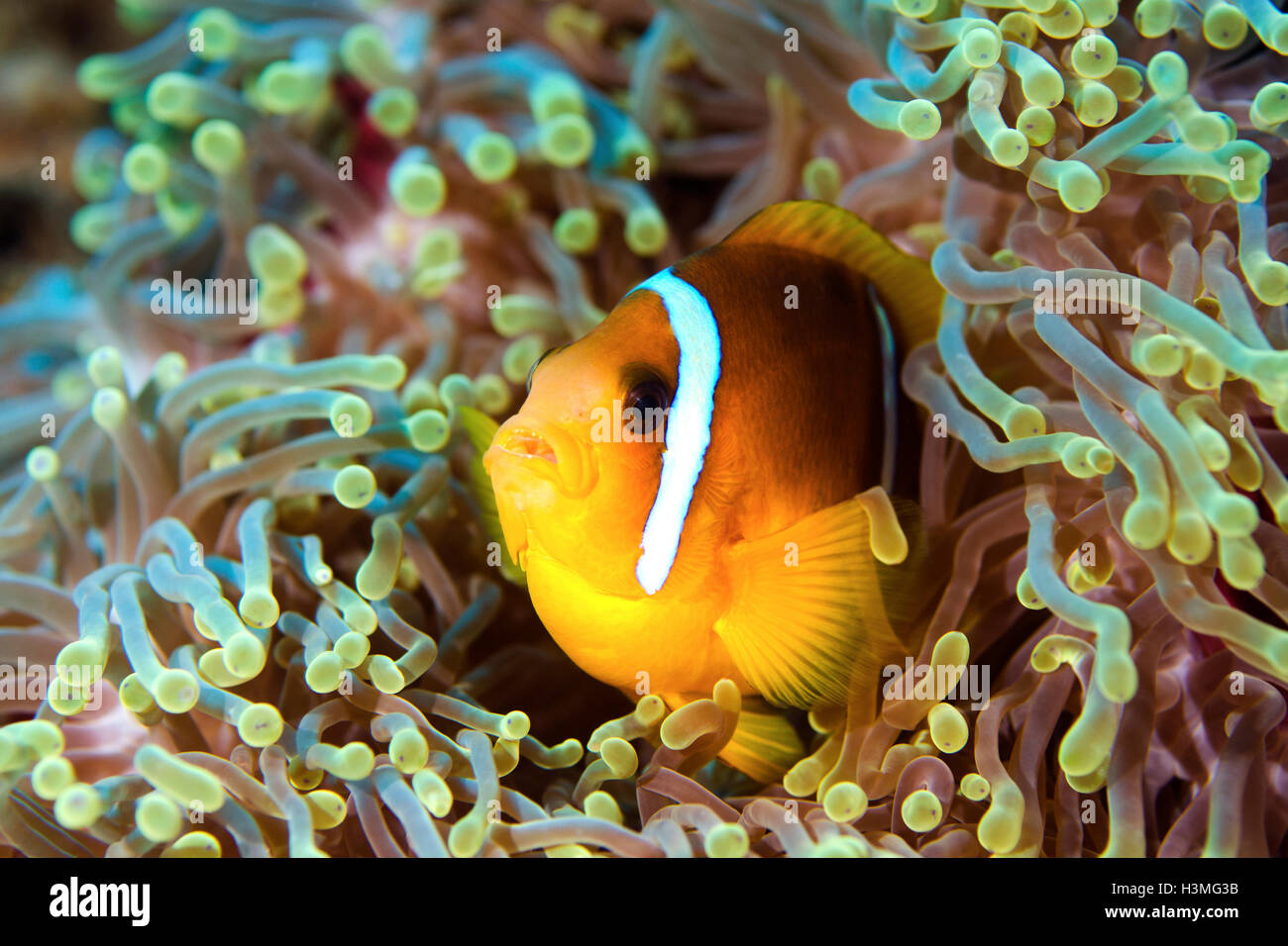 Rotes Meer-Anemonenfisch Stockfoto