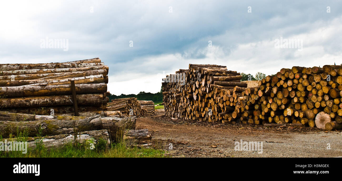 Abgehackte Bäume in Pontaumur, Frankreich Stockfoto