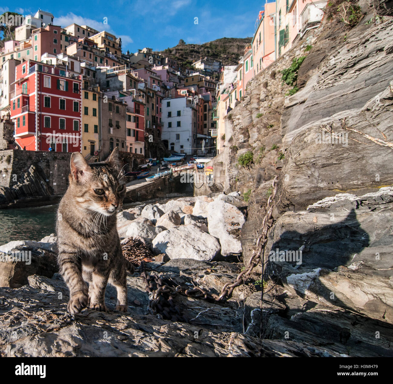 Eine Katze auf der Küste von Manarola an 5 Terre, Ligurien, Italien. Stockfoto