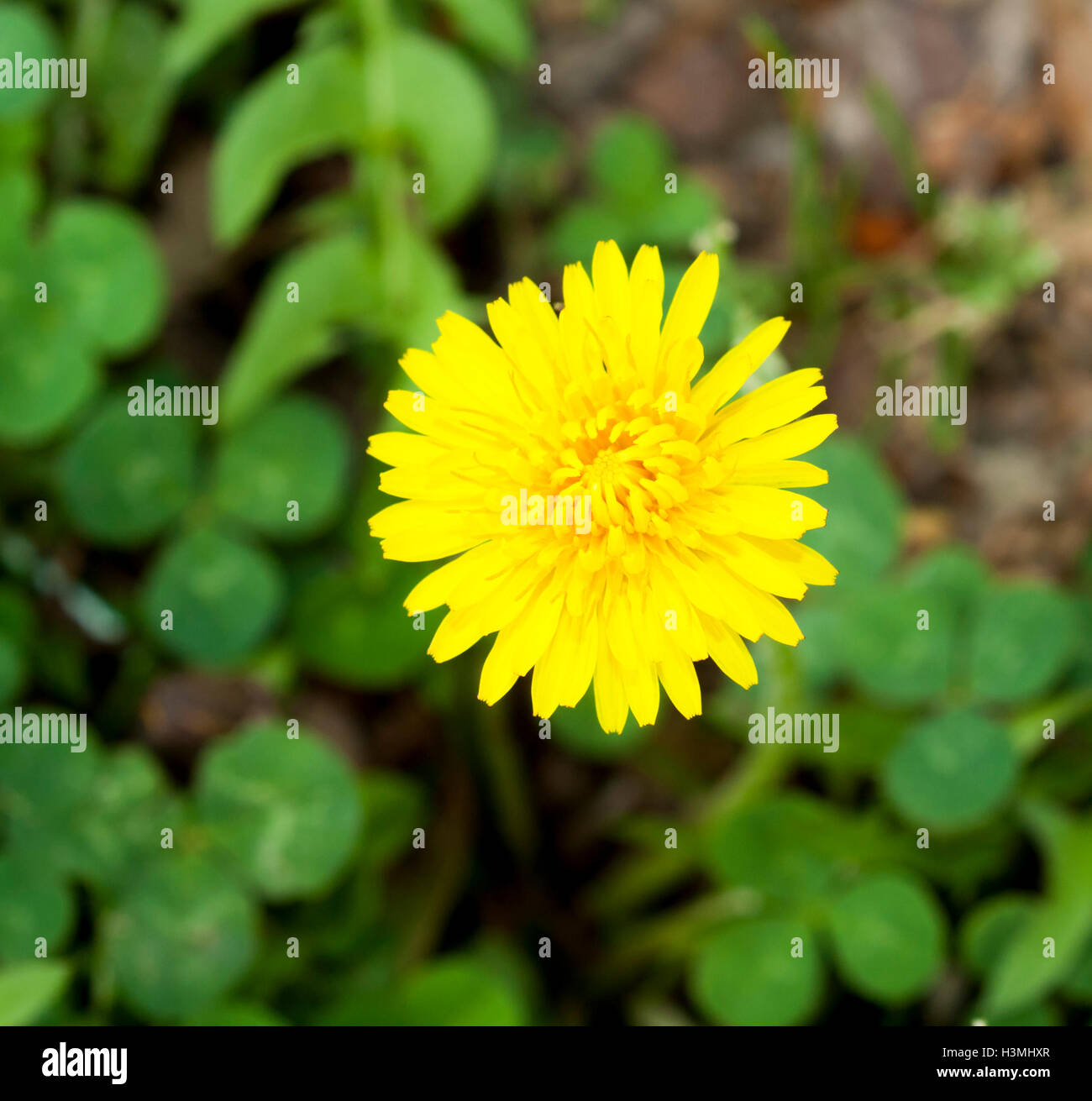 Gelbe Blume Löwenzahn Stockfoto