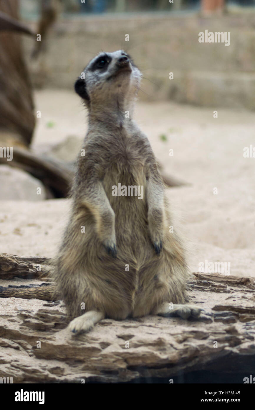 Erdmännchen Tropenwelt Stockfoto