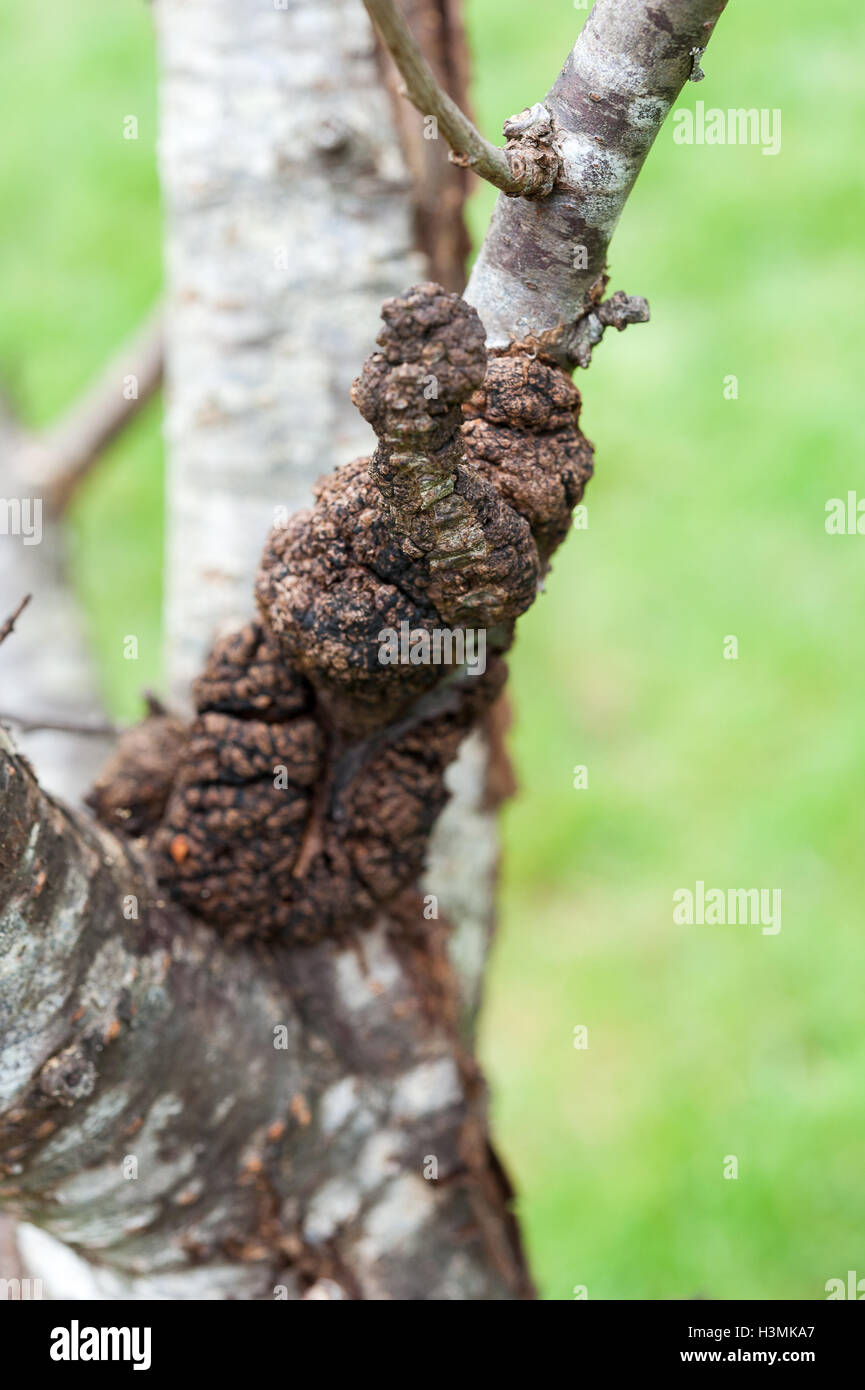 Ein Pflaumenbaum Prunus Domestica, infiziert mit schwarzen Knoten Pilz, Apiosporina Morbosa Schwarz auch Krebs oder schwarze Knoten Krankheit Stockfoto