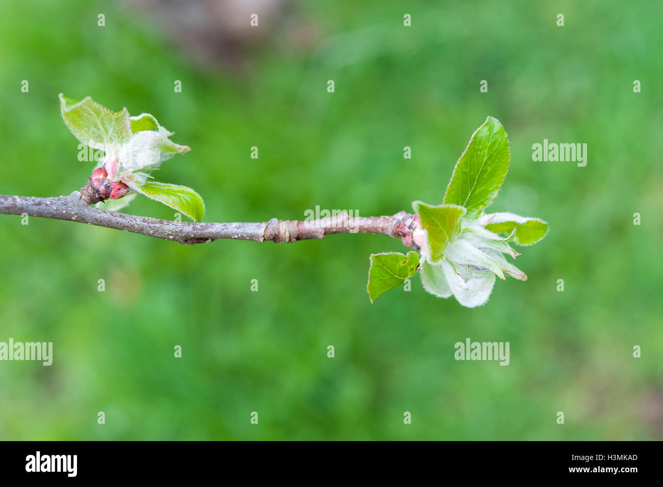 Blätter der Hasel (Corylus) Baum im Frühling Stockfoto