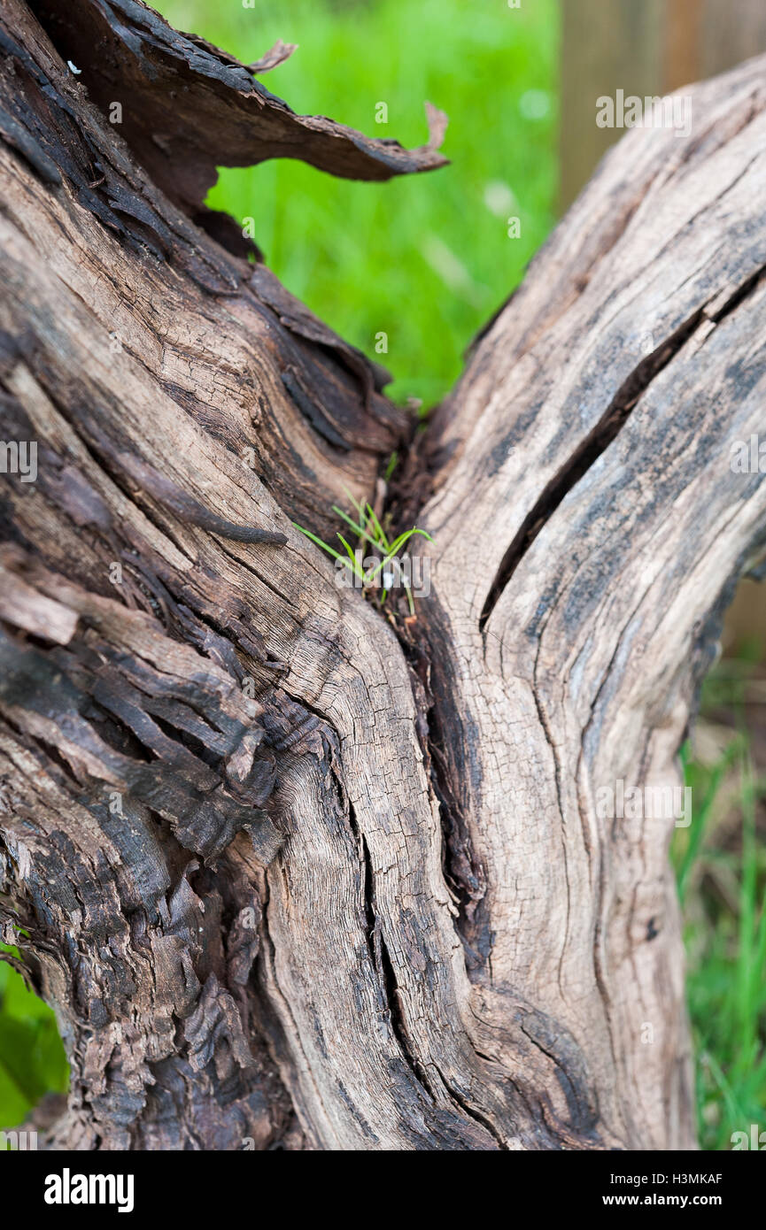 In der Nähe der Rinde von reifen Trauben Rebsorten Stockfoto