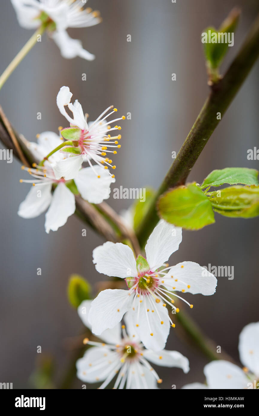 Wild Plum tree blossoms Stockfoto