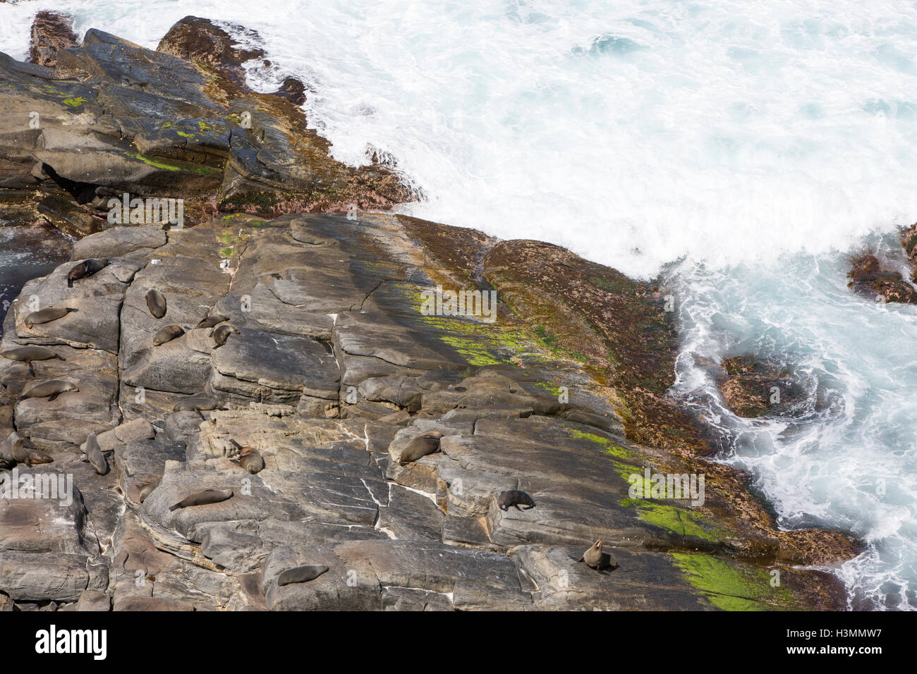 Zerklüftete Küste mit Robben schlafen auf Süd-West-Spitze von Kangaroo Island, Flinders chase Nationalpark und Kap du geschafft Stockfoto