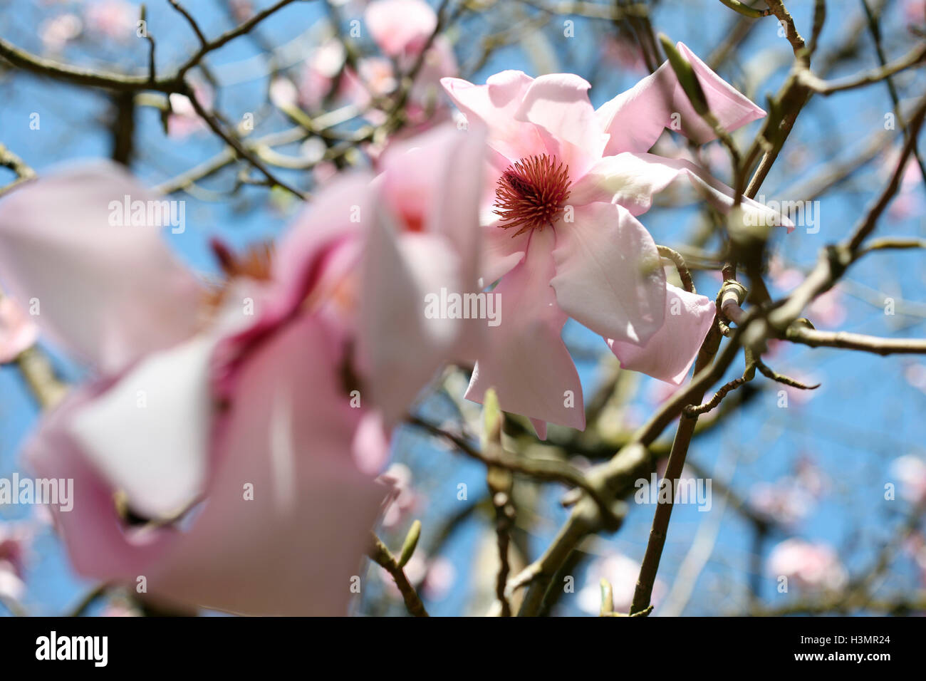 Frühling blühende Magnolienbaum Jane Ann Butler Fotografie JABP1653 Stockfoto