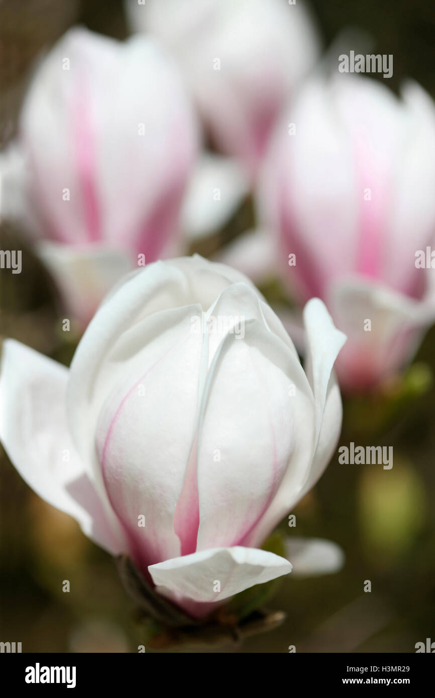 aufstrebenden Magnolie Blütenknospen Jane Ann Butler Fotografie JABP1664 Stockfoto