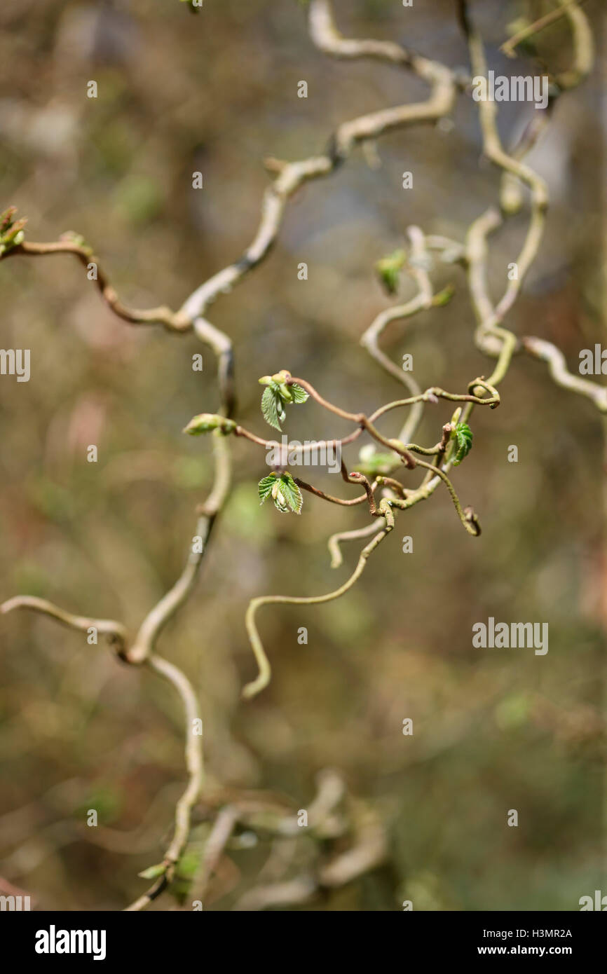neuer Frühling Triebe, Blätter - Gaia unfurling Jane Ann Butler Fotografie JABP1646 Stockfoto