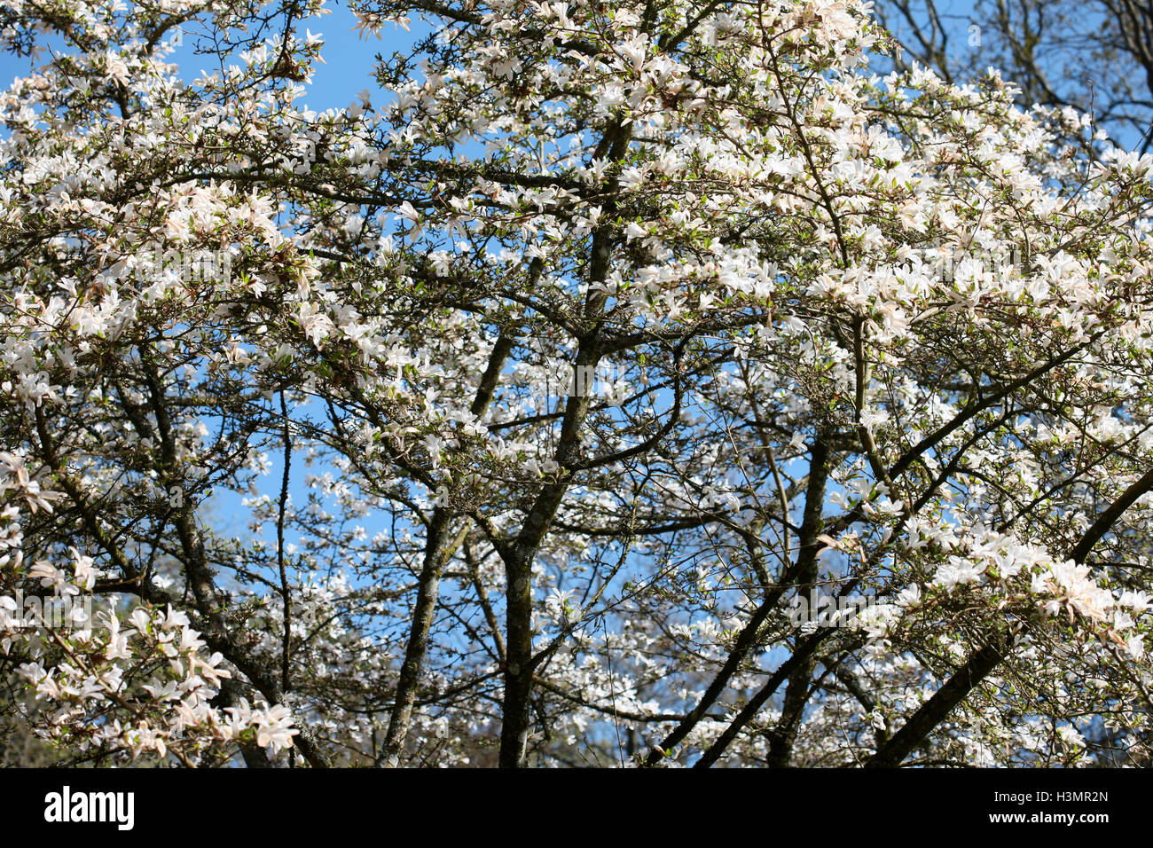 Magnolia - sonnige Frühling Tag Jane Ann Butler Fotografie JABP1650 Frühling Stockfoto