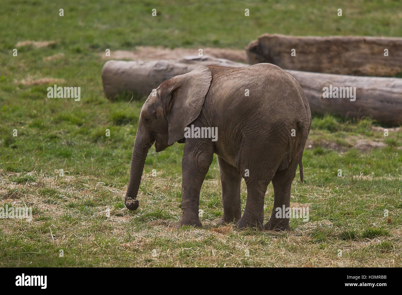 Foto von einem jungen afrikanischen Elefanten auf seine eigene Stockfoto
