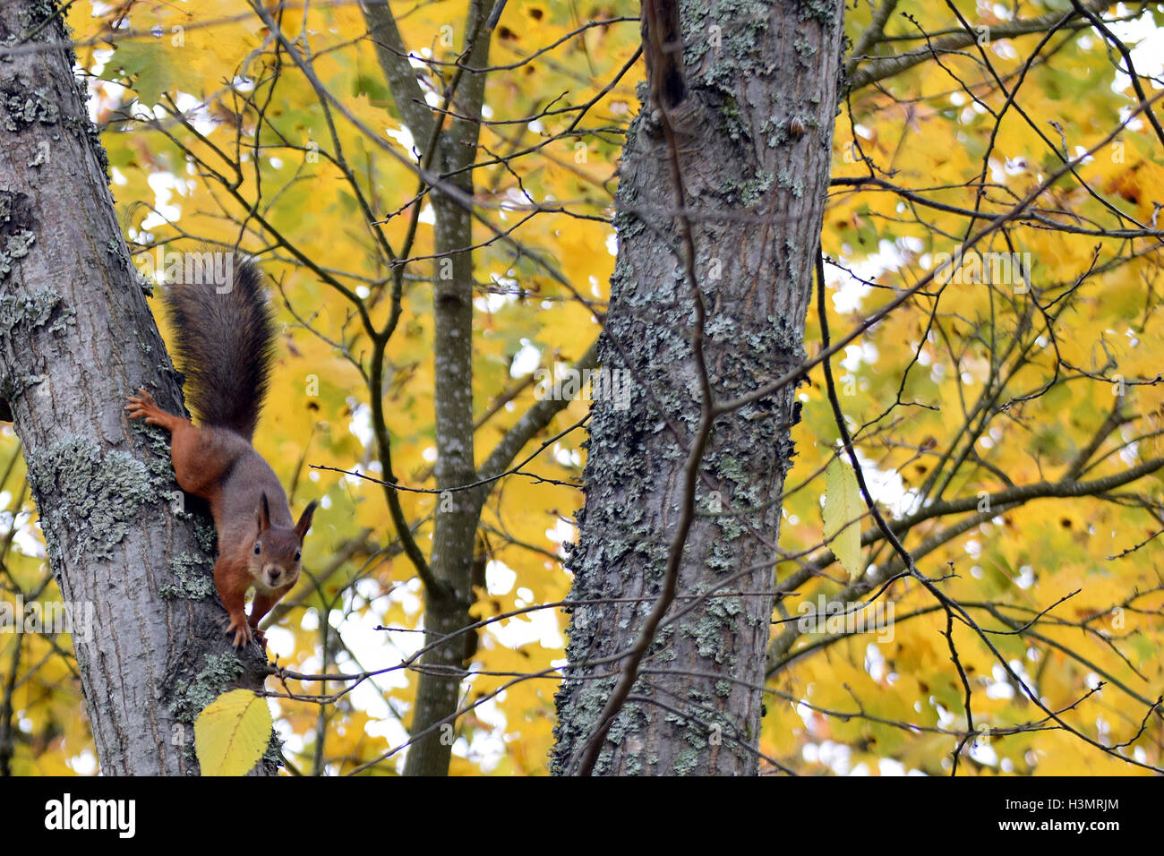 Eichhörnchen starrt vom Baum. Gelbes Blatt Herbst Hintergrund. Stockfoto