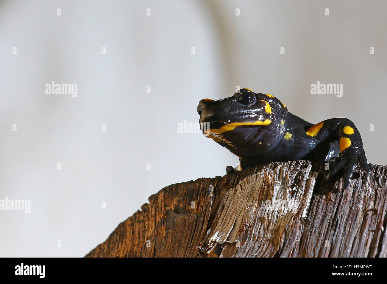 Nächtliche Amphibie, ein Salamander auf einem Baumstamm Stockfoto