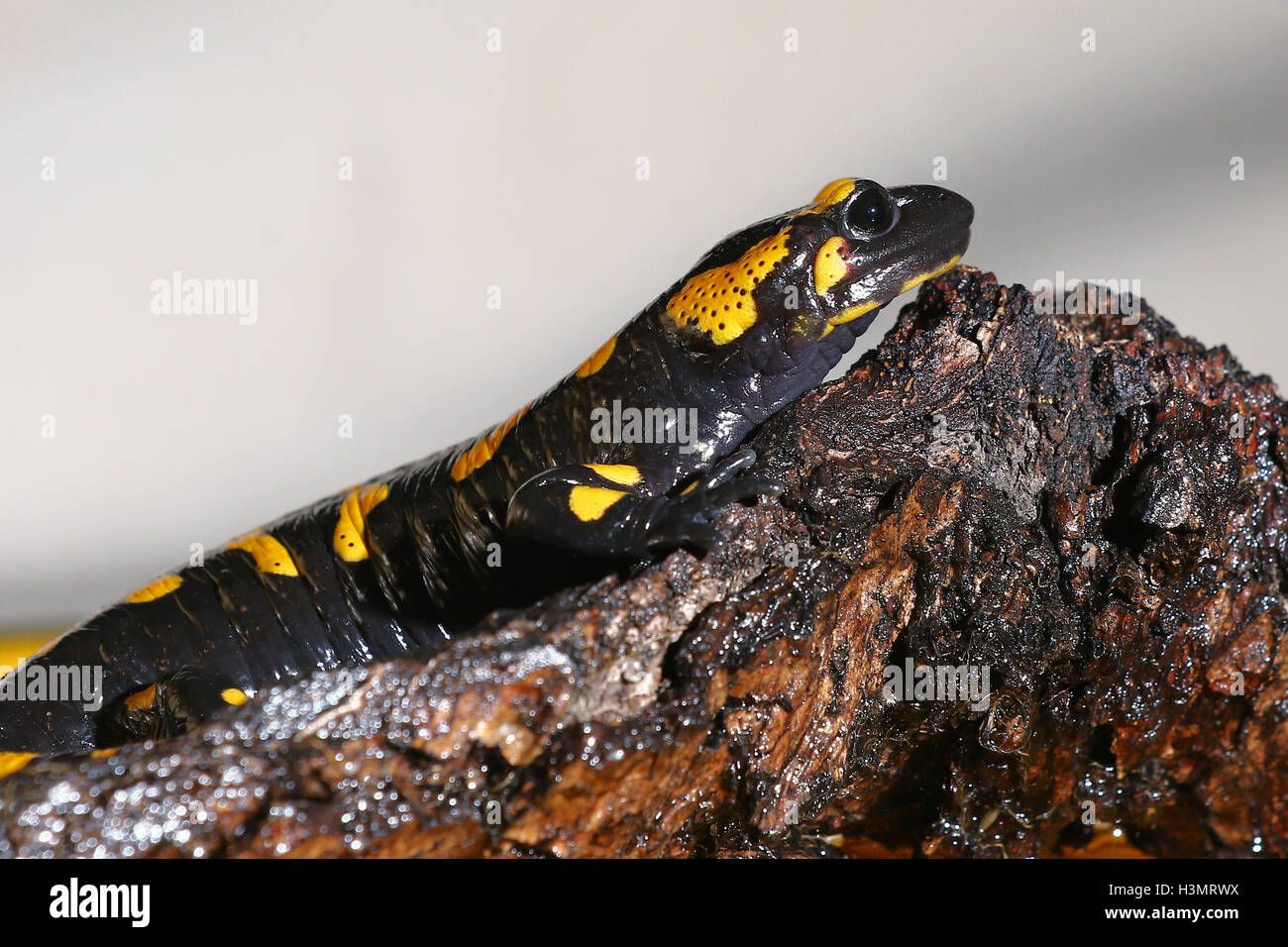 Nächtliche Amphibie, ein Salamander auf einem Baumstamm Stockfoto