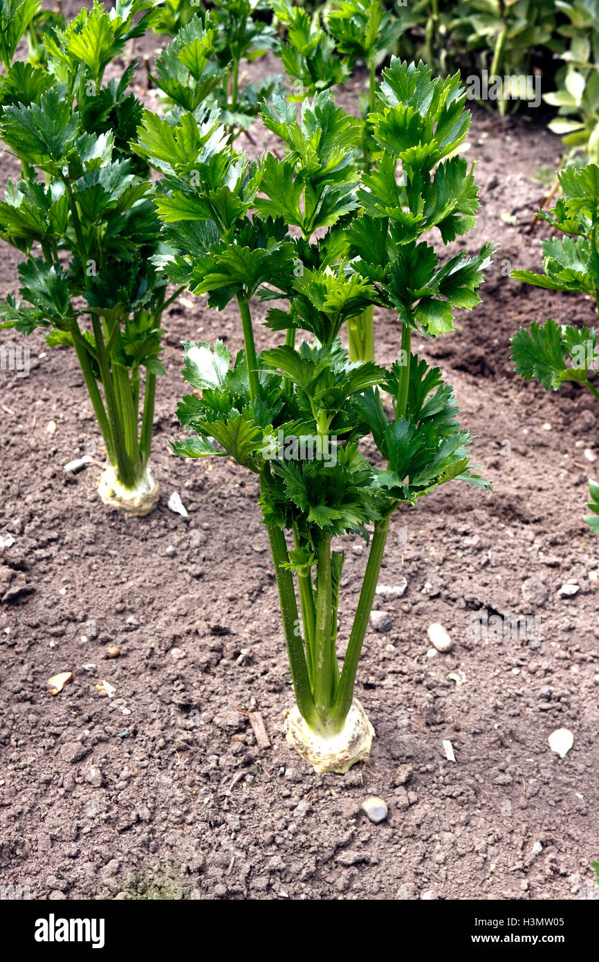 KNOLLENSELLERIE MONARCH Stockfoto