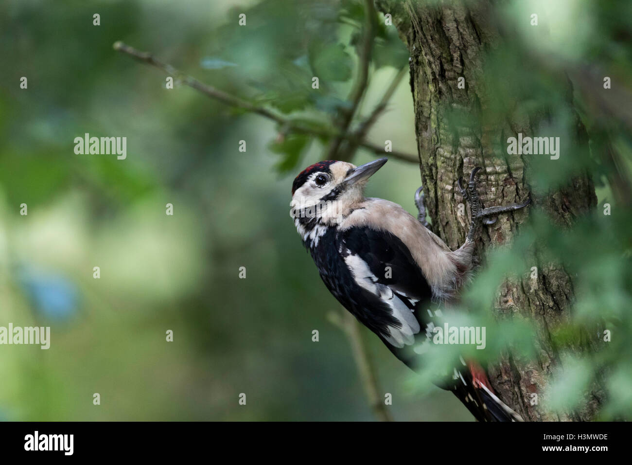 größere gefleckte Specht an einem Baum Stockfoto