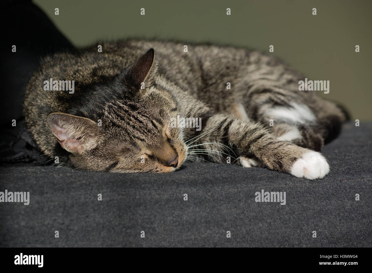 Alte europäische schwarz braun Tabby Katze schläft auf schwarzem Stoff Stockfoto