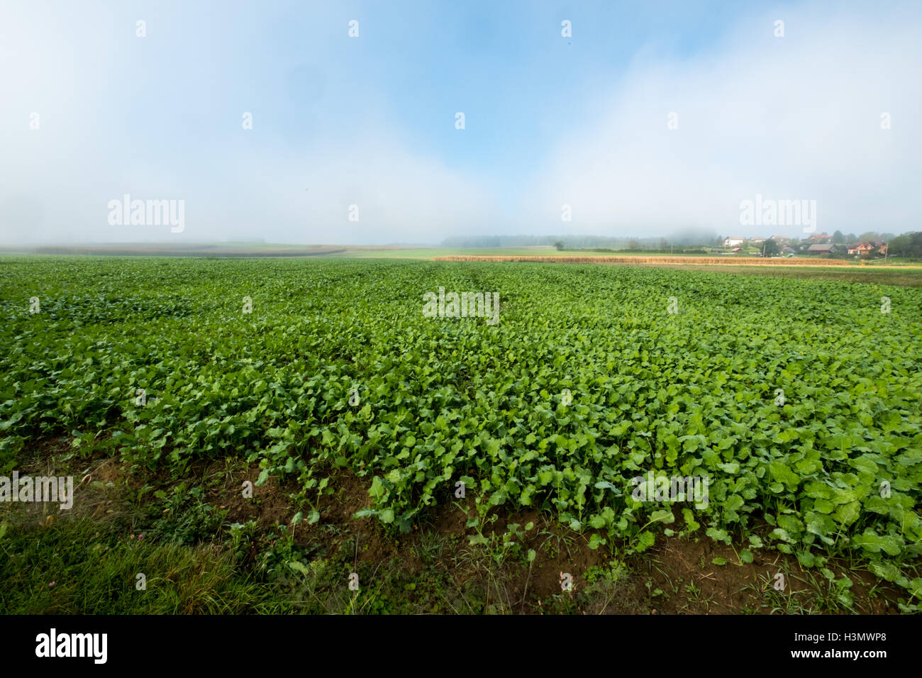 Grünen Wiese Wolken und blauer Himmel Stockfoto