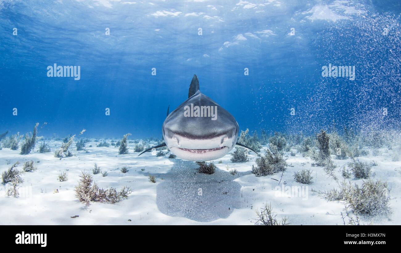 Unterwasser-Blick der Tigerhai, Nassau, Bahamas Stockfoto