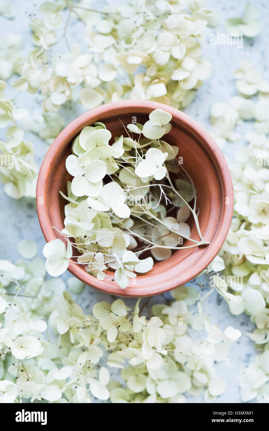 Trockenblumen in Terrakotta-Blumentopf Stockfoto