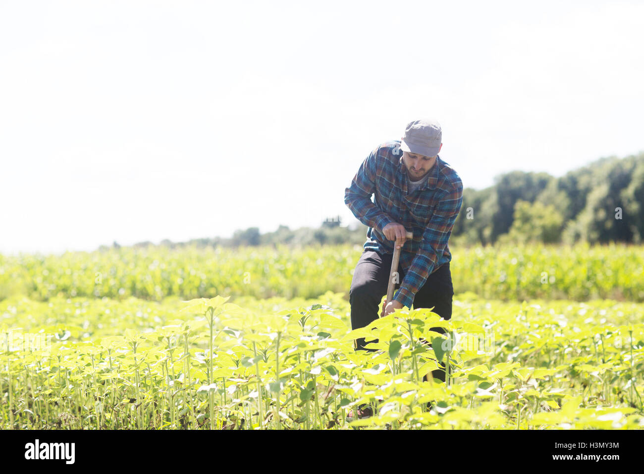 Landwirt Graben Pflanze Pflanzen Stockfoto