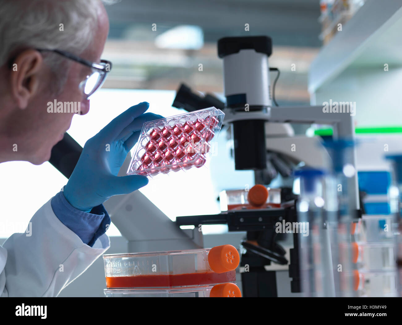 Wissenschaftler eine multiwell Halteplatte mit Wachstumsmedium allgemein verwendet in der biologischen Forschung zu pflegen und wachsen Zellen Stockfoto