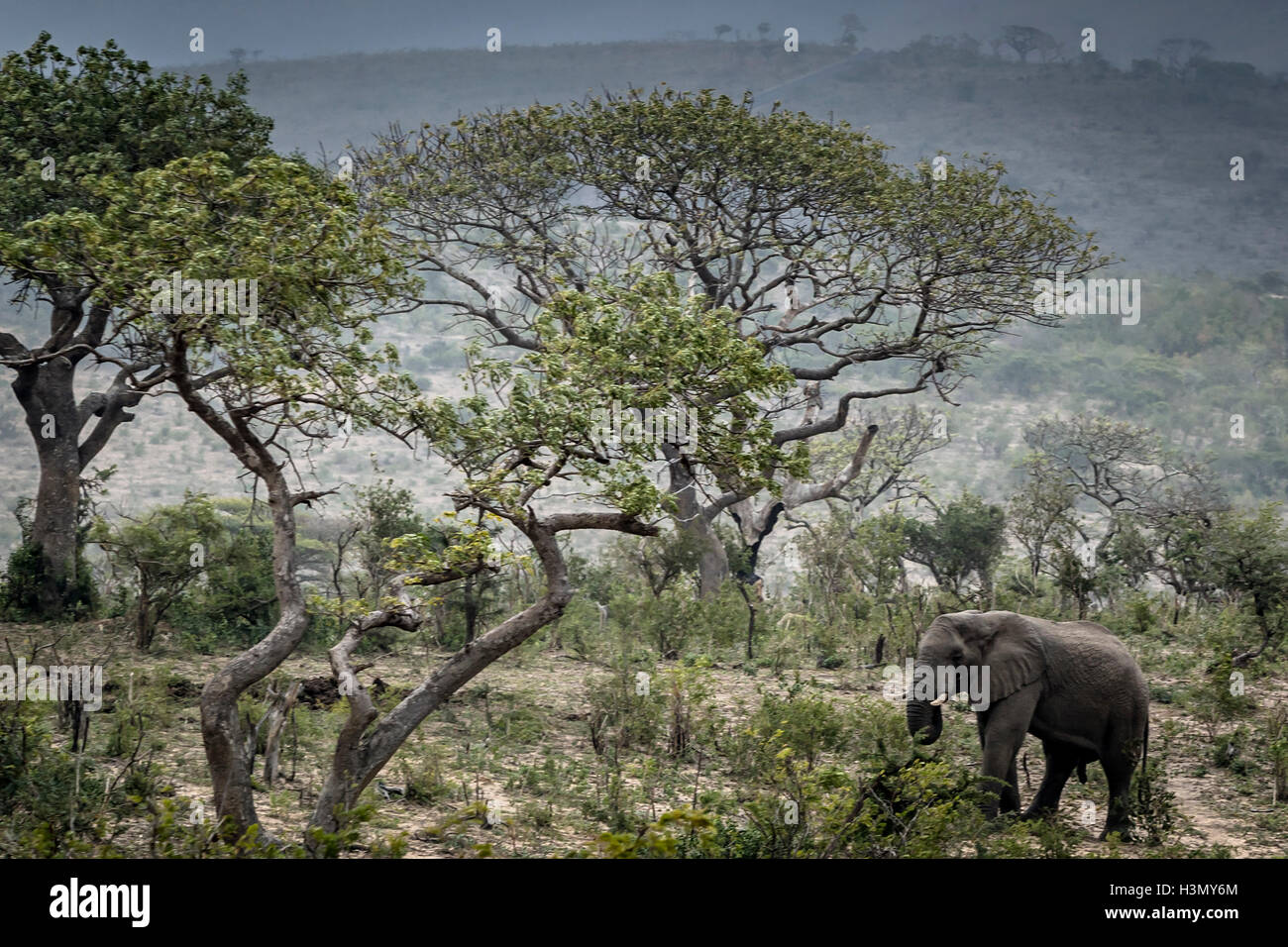 Wilde Elefanten essen verlässt, Hluhluwe-Imfolozi-Park, Südafrika Stockfoto