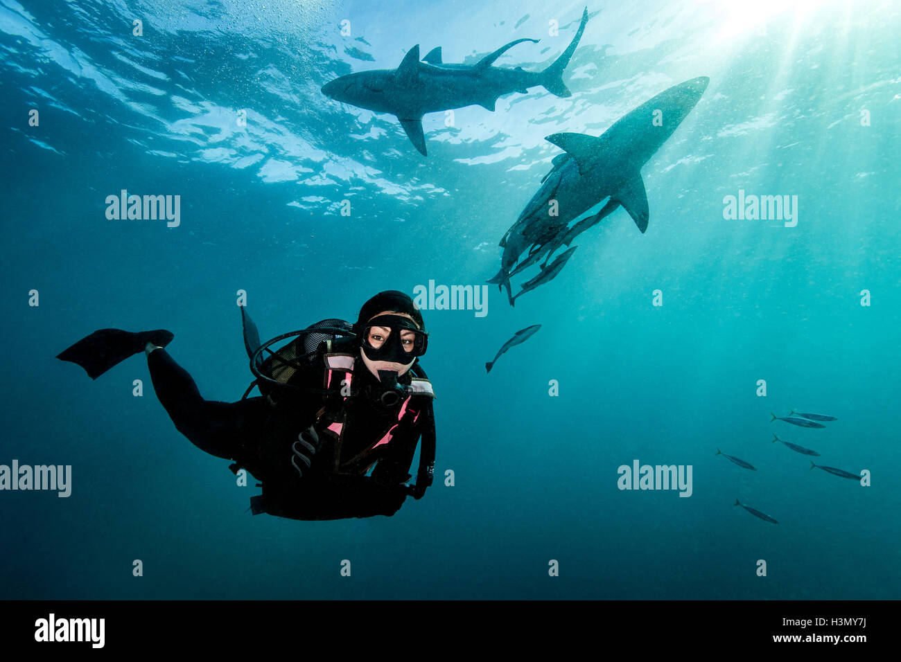 Taucher, die umgeben von Oceanic Schwarzspitzen Haie (Carcharhinus Limbatus) in der Nähe der Oberfläche des Ozeans, Aliwal Shoal, Südafrika Stockfoto