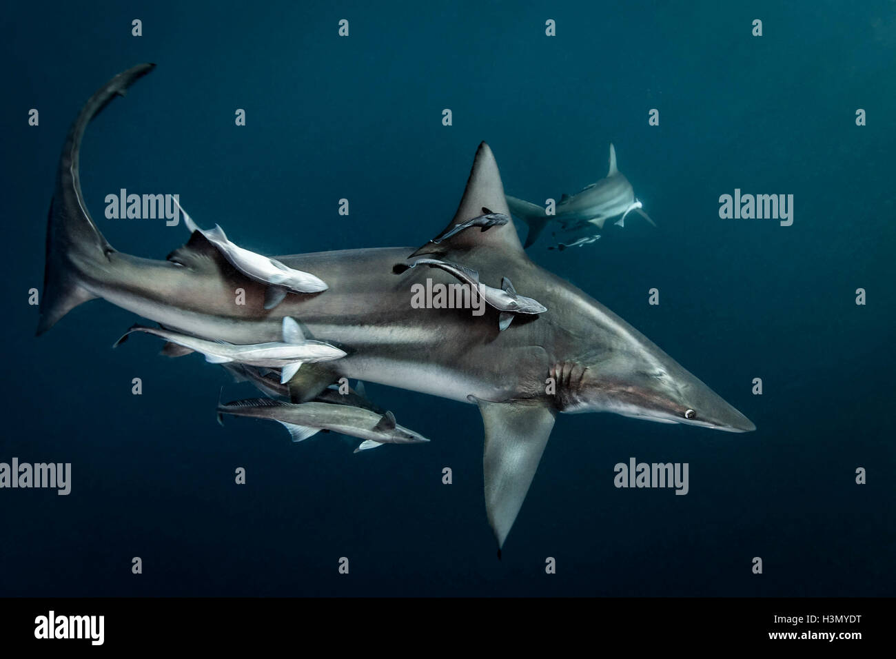 Ozeanische Schwarzspitzen Hai (Carcharhinus Limbatus) Kreisen Beute, Aliwal Shoal, Südafrika Stockfoto
