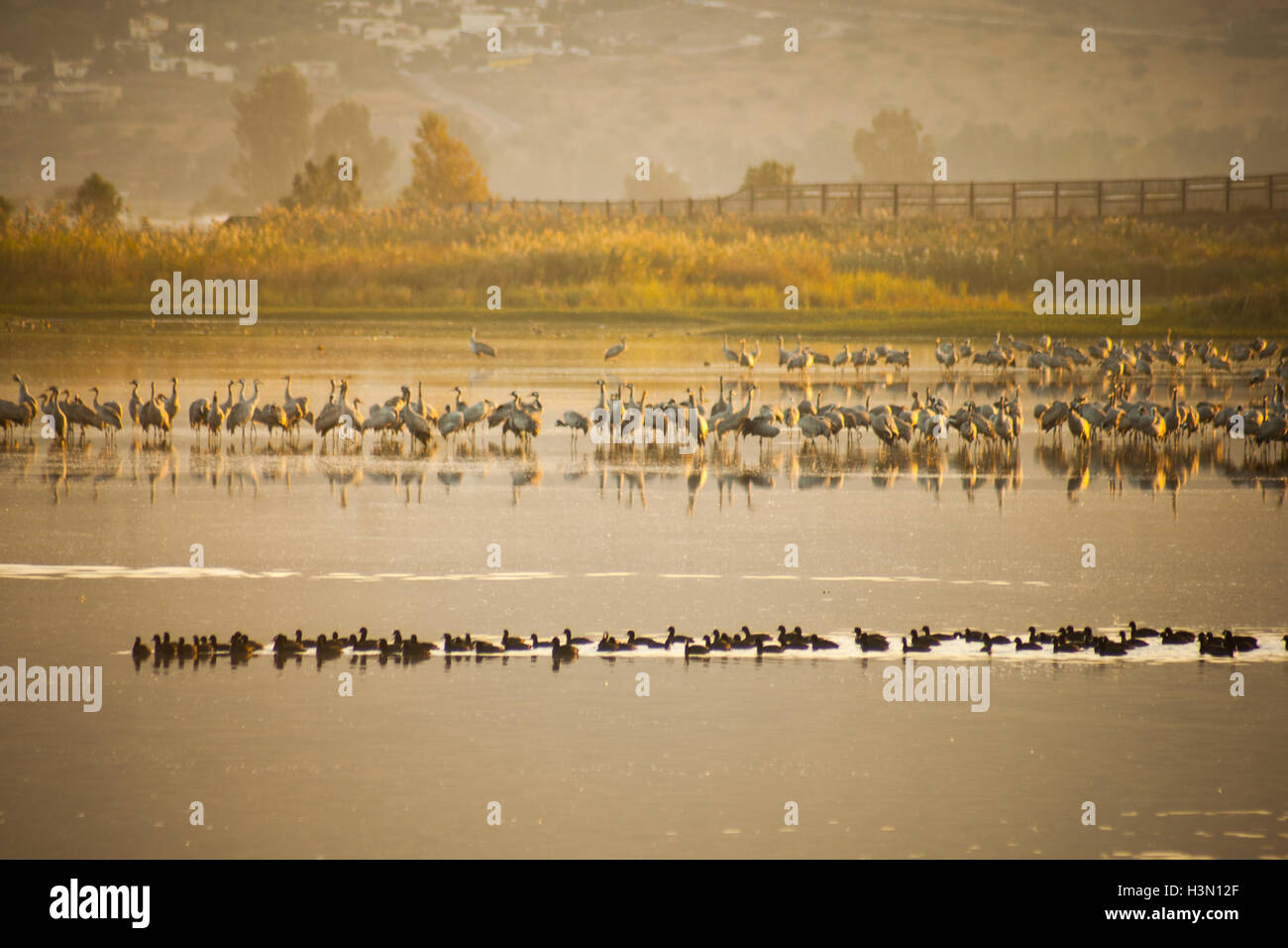 Kran und andere Vögel in Agamon Hula Vogel Schutzhütte am Sonnenaufgang, Hula-Tal, Israel Stockfoto