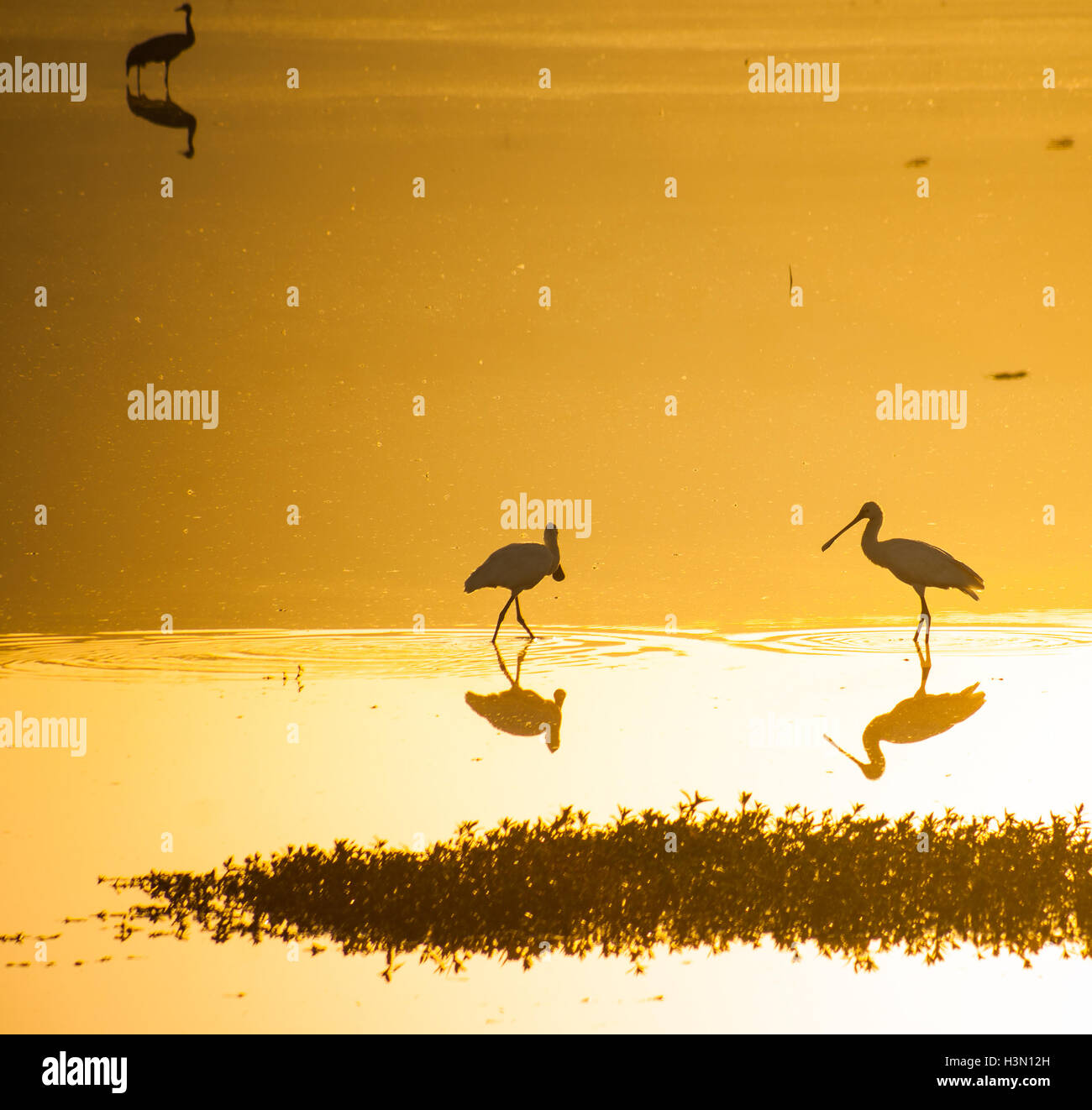 Verschiedene Vögel in Agamon Hula Vogel Schutzhütte am Sonnenaufgang, Hula-Tal, Israel Stockfoto