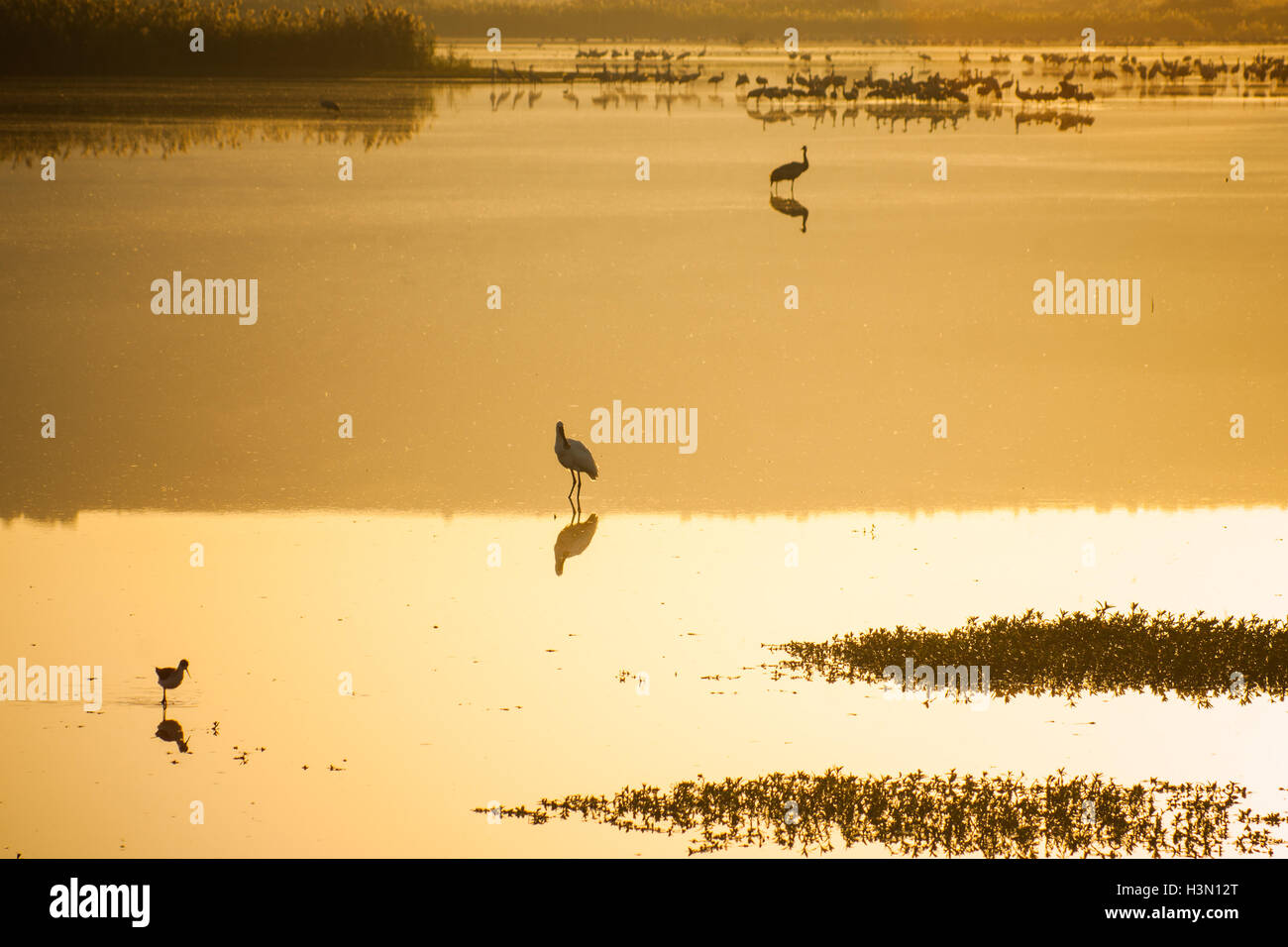 Verschiedene Vögel in Agamon Hula Vogel Schutzhütte am Sonnenaufgang, Hula-Tal, Israel Stockfoto