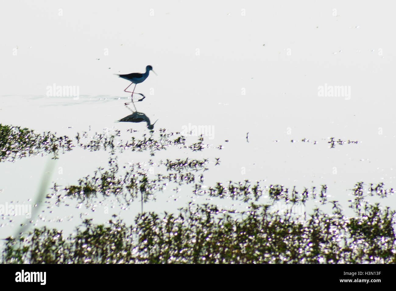 Ein Vogel in Agamon Hula Vogel Zuflucht, Hula-Tal, Israel Stockfoto