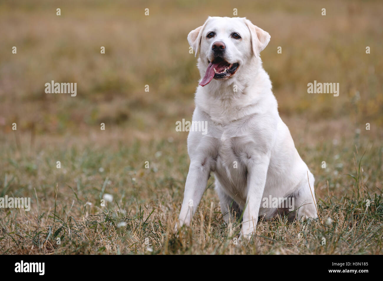 Helle Labrador Retriever sitzend auf den Herbst Wiese Stockfoto