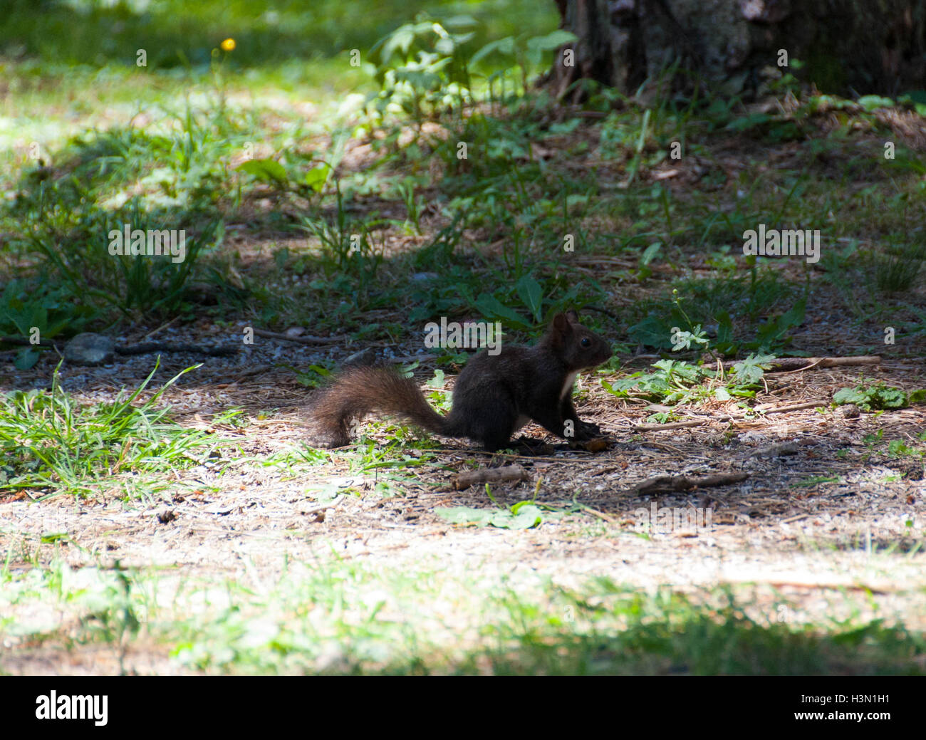 Kleine niedliche Eichhörnchen, als Attraktion, Unterhaltung, Kinder und Menschen im Park auf Zlatibor Stockfoto