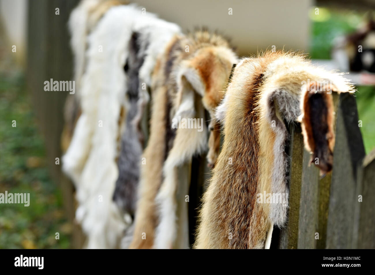 Fox und Ziege Fell für Kleidung auf einem hölzernen Zaun ausgesetzt Stockfoto