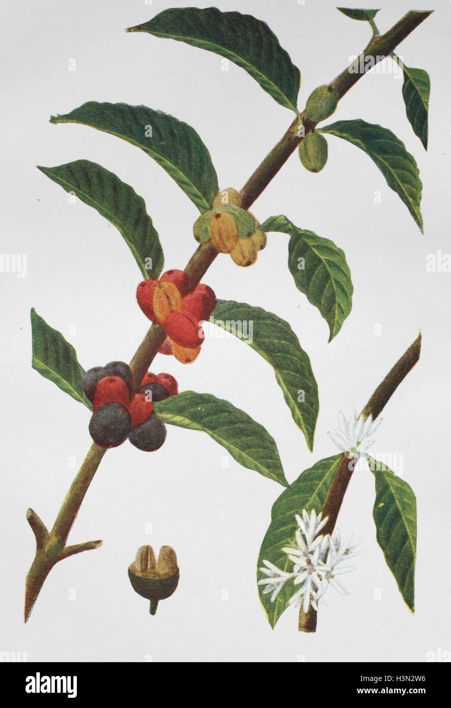 Coffea Arabica, Kaffee, historische Illustration, 1880 Stockfoto