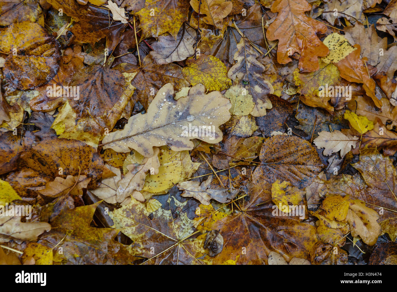 Herbst-Muster aus den gefallen-Down trockenen Blättern von Laubbäumen Stockfoto