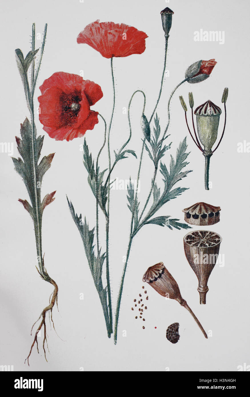 Mohn, Papaver Rhoeas, historische Abbildung, 1880 Stockfoto