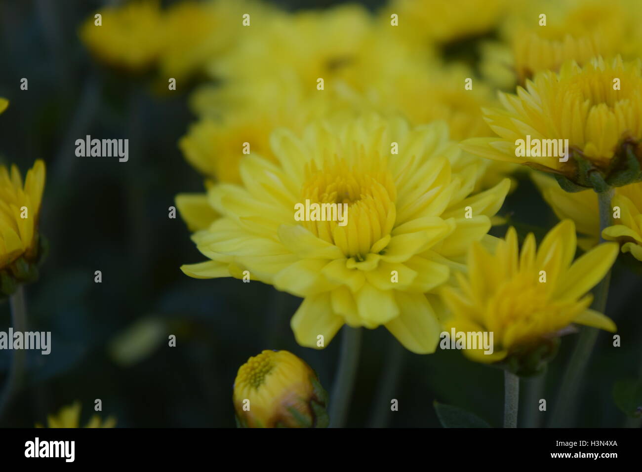 Mütter Stockfoto
