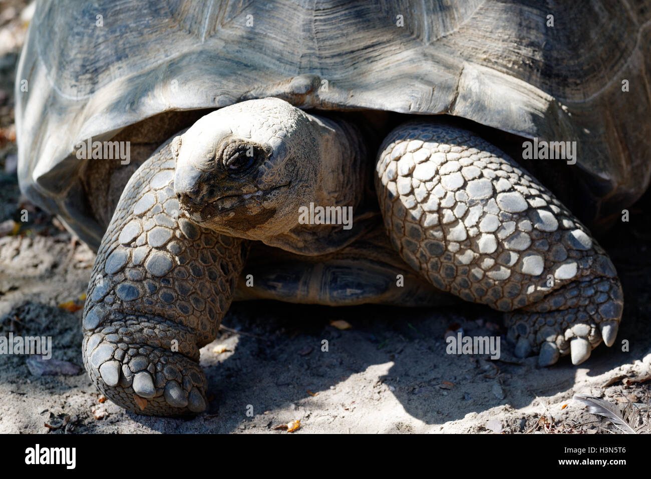 Aldabra-Riesenschildkröte (Aldabrachelys Gigantea) in Granby Zoo in Quebec Stockfoto