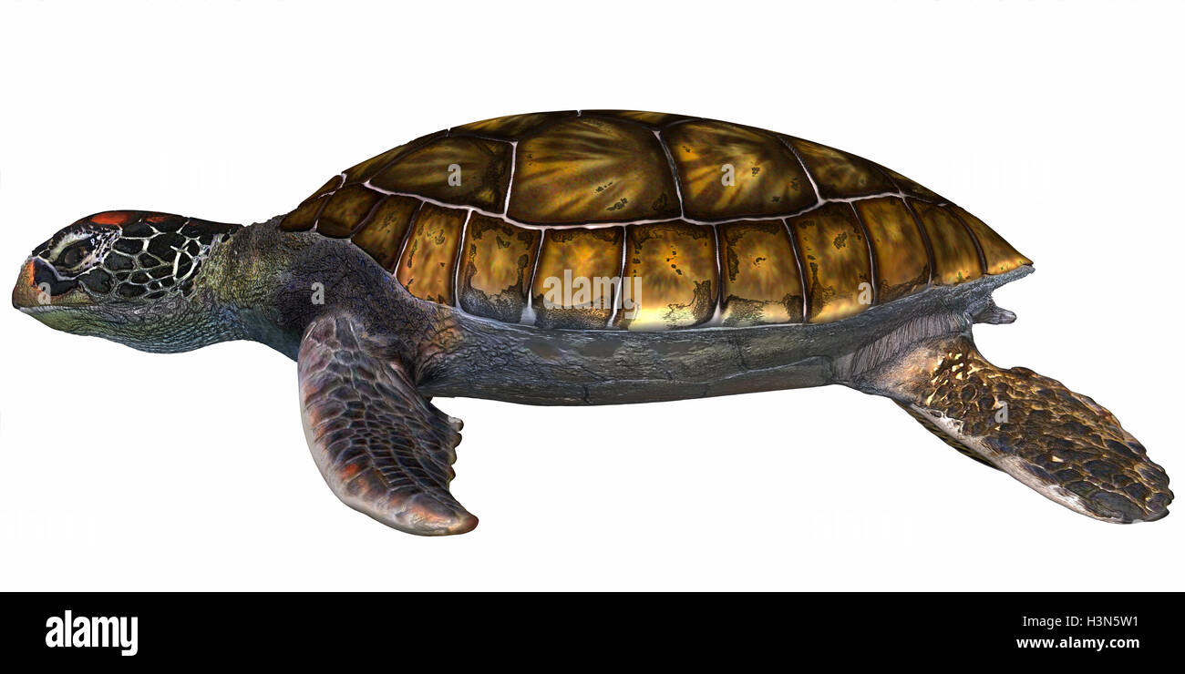 Grüne Meeresschildkröte Stockfoto
