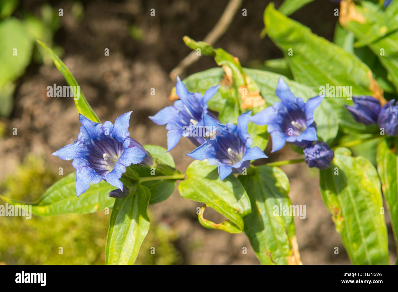 Gentiana Macrophylla, große blätterte Enzian Stockfoto