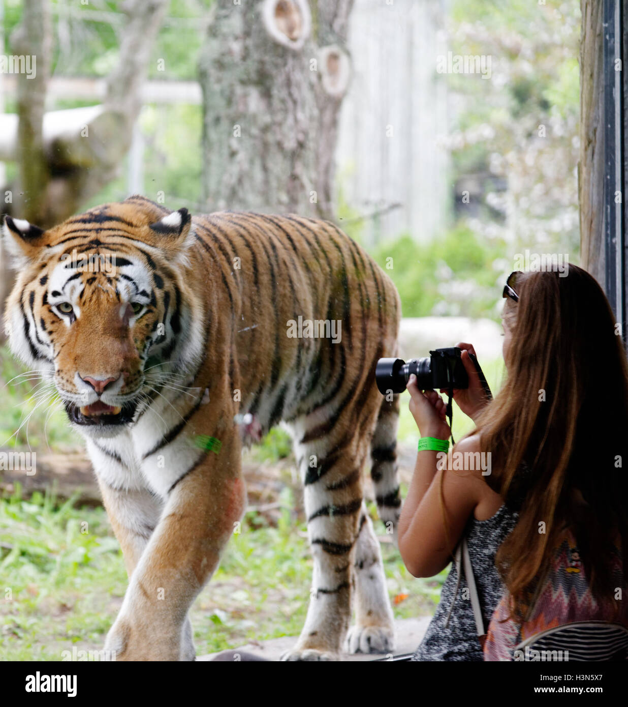 Eine Frau, die ein Foto von den sibirischen Tiger in Granby Zoo, Quebec, Kanada Stockfoto