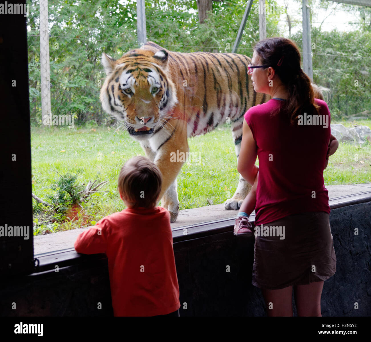 Der sibirische Tiger in Granby Zoo am Menschen hinter dem Glas, Quebec, Kanada Stockfoto