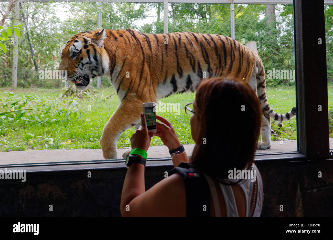 Eine Frau, die ein Foto von den sibirischen Tiger mit einem Handy in Granby Zoo, Quebec, Kanada Stockfoto