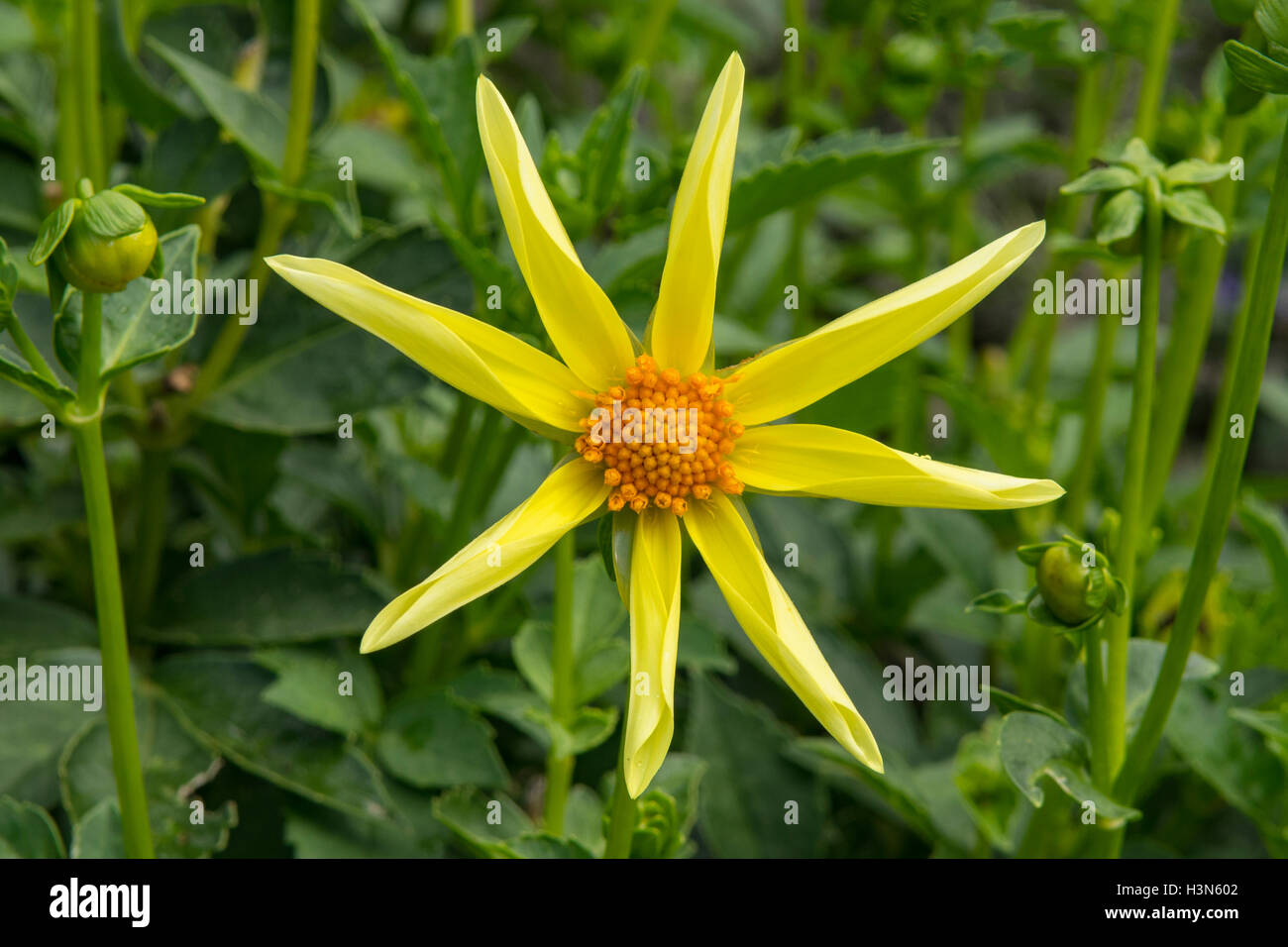 Dahlie 'Honka gelb' Stockfoto