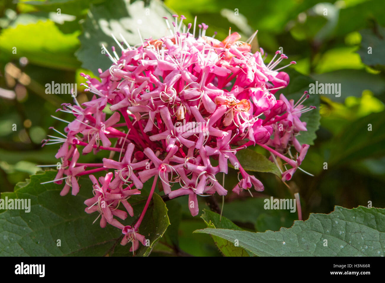 Clerodendrum Bungei, mexikanische Hortensie Stockfoto