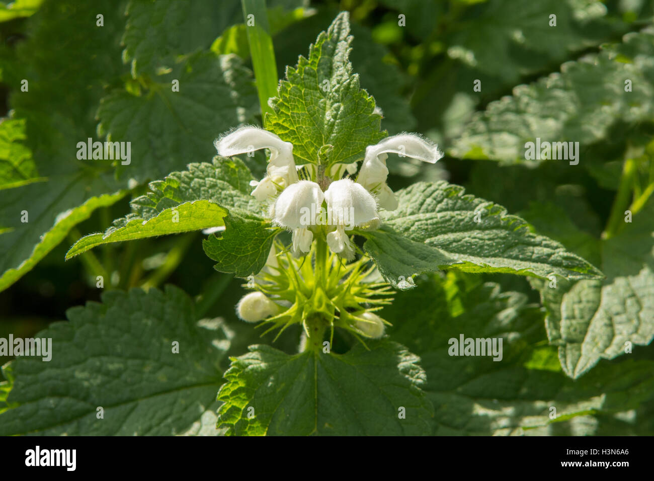 Urtica Dioica, Brennnessel Stockfoto