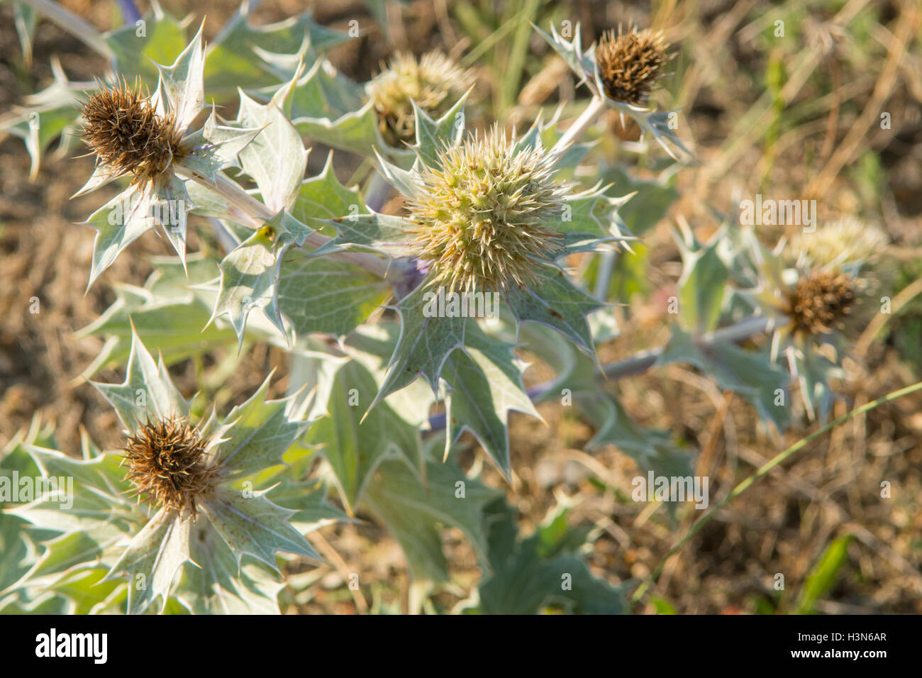 Eryngium Maritimum, Meer Holly Stockfoto